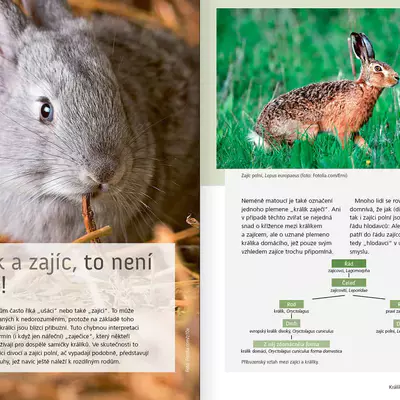 Nakladatelství Jan Vašut Chováme králíky Axel Gutjahr (4)